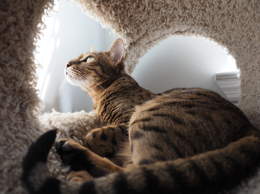 Savannah Cats: Are They Good Pets?